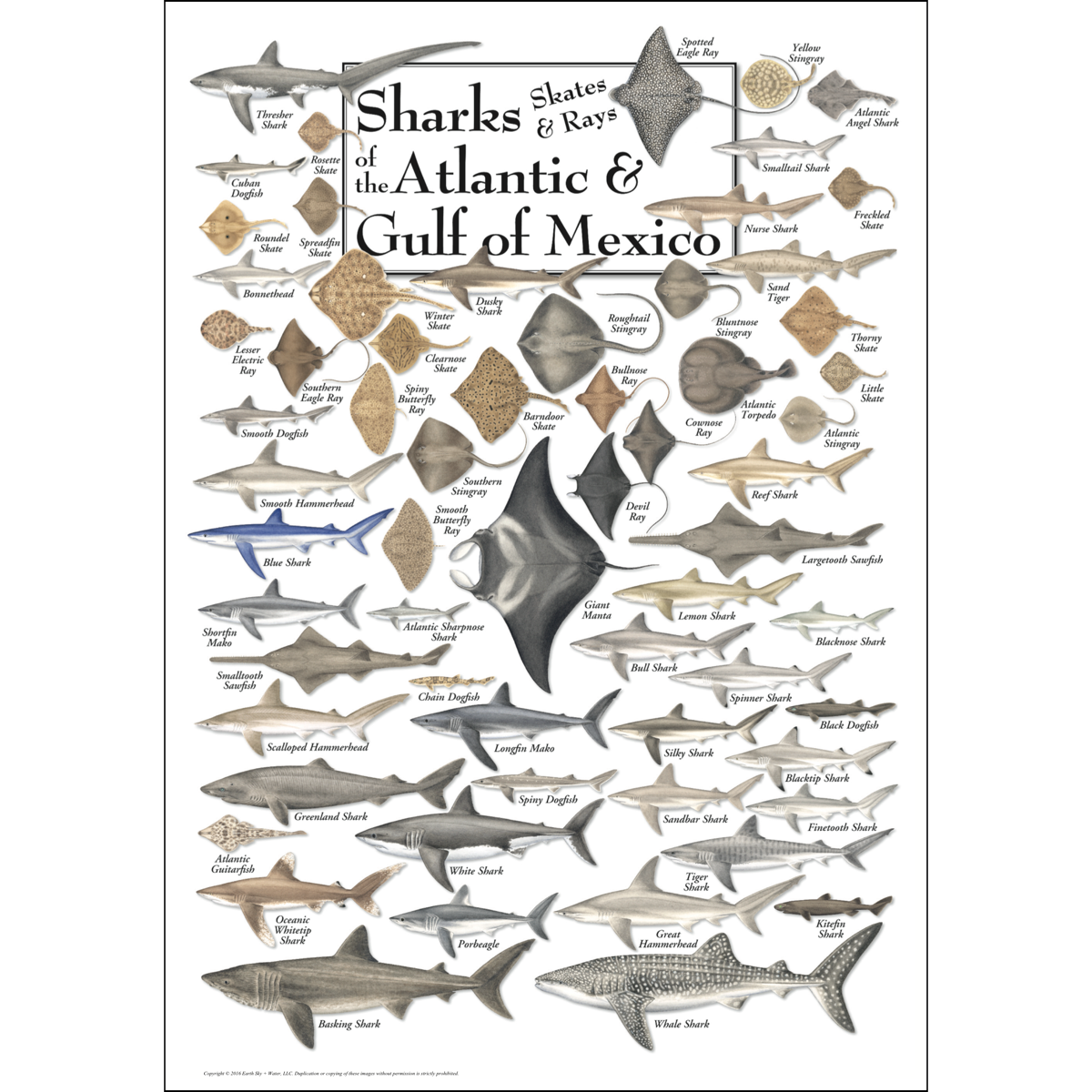 SHARKS, SKATES & RAYS OF ATLANTIC & GULF POSTER