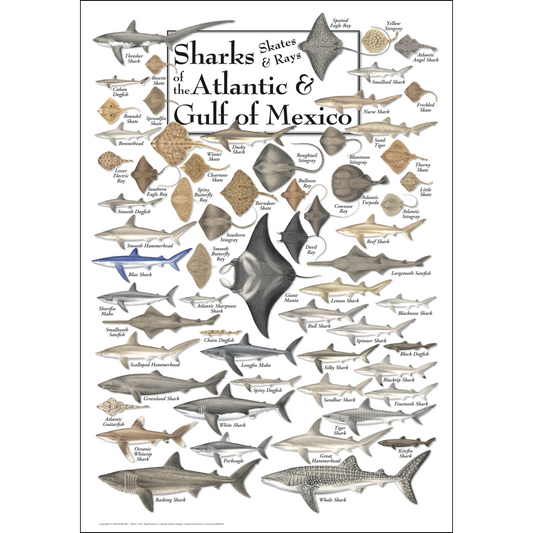 SHARKS, SKATES & RAYS OF ATLANTIC & GULF POSTER